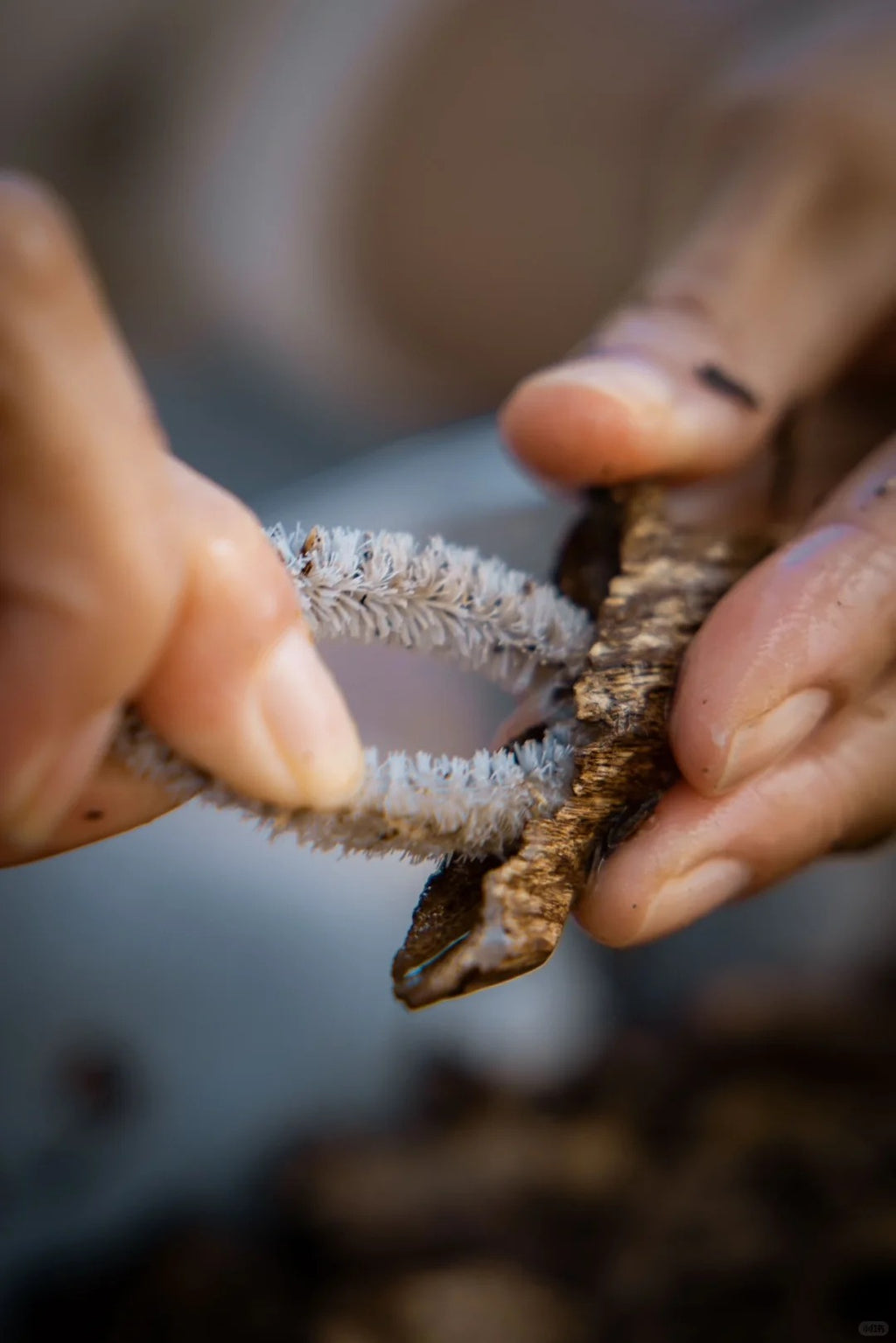 Imperial Nha Trang Oud（3a）