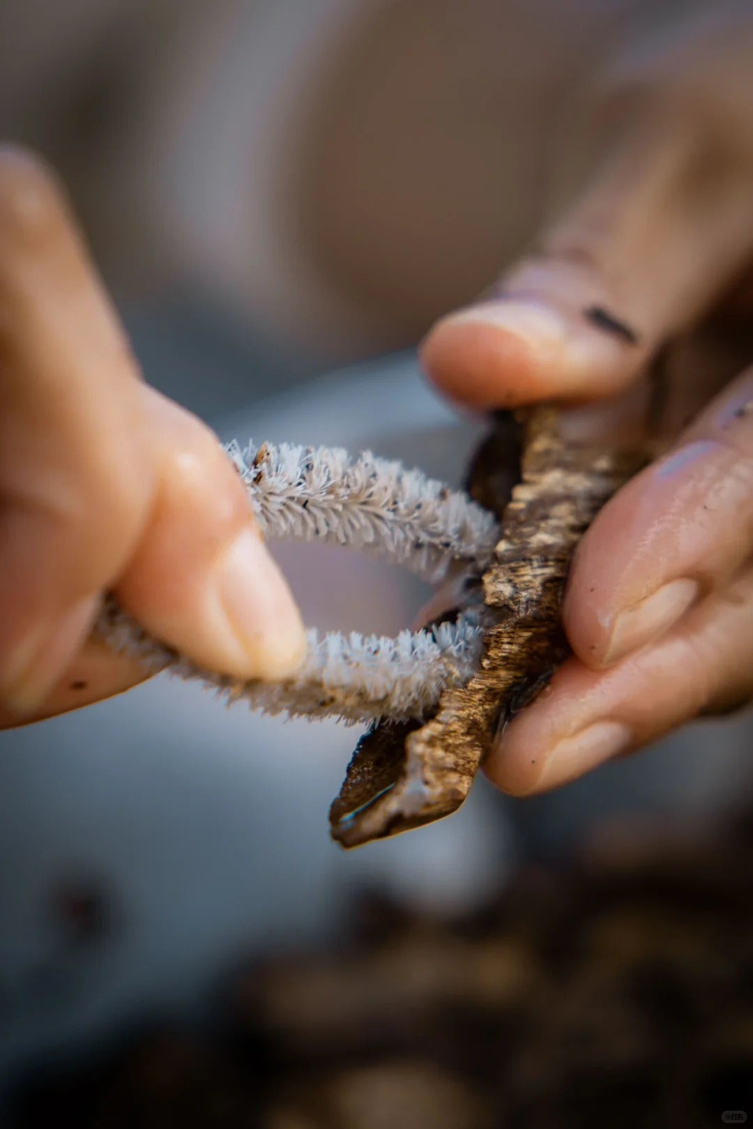 Imperial Nha Trang Oud（3a）